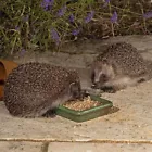 Hedgehog Food Semi Moist 2kg – Jacobi Jayne® I Love 2 kg (Pack of 1)