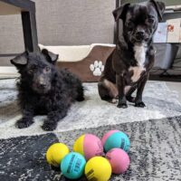 SPORTSPET Mini Bounce Dog Balls - Premium Rubber Dog Balls for Puppy Dogs (45Mm) uk_haven uk_haven (1) BusinessRegistered as business seller - Image 9