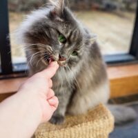 HiLife it's only natural Cat Treats - 100% Chicken Breast, 100% Natural Grain 12 - Image 17